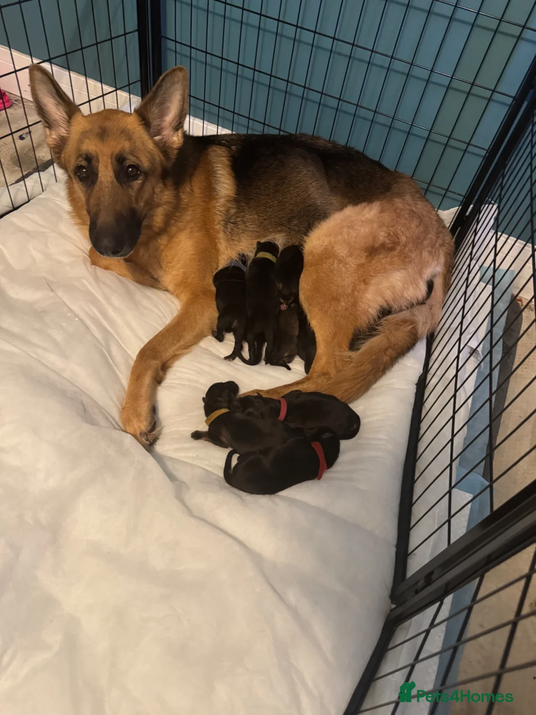 German Shepherd dogs for sale: 10 beautiful German shepherd puppies - Advert 1