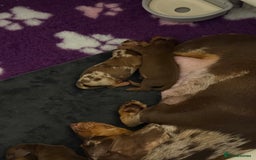 Miniature Dachshund dogs for sale: 🐾🌟 Miniature Dachshund Puppies🌟🐾 - Advert 11