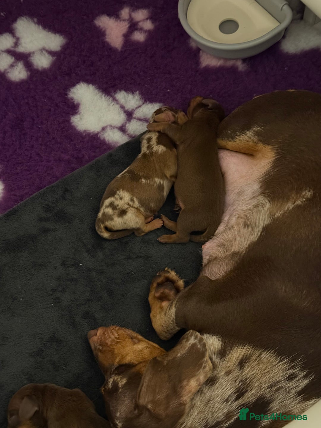 Miniature Dachshund dogs for sale: 🐾🌟 Miniature Dachshund Puppies🌟🐾 - Advert 11