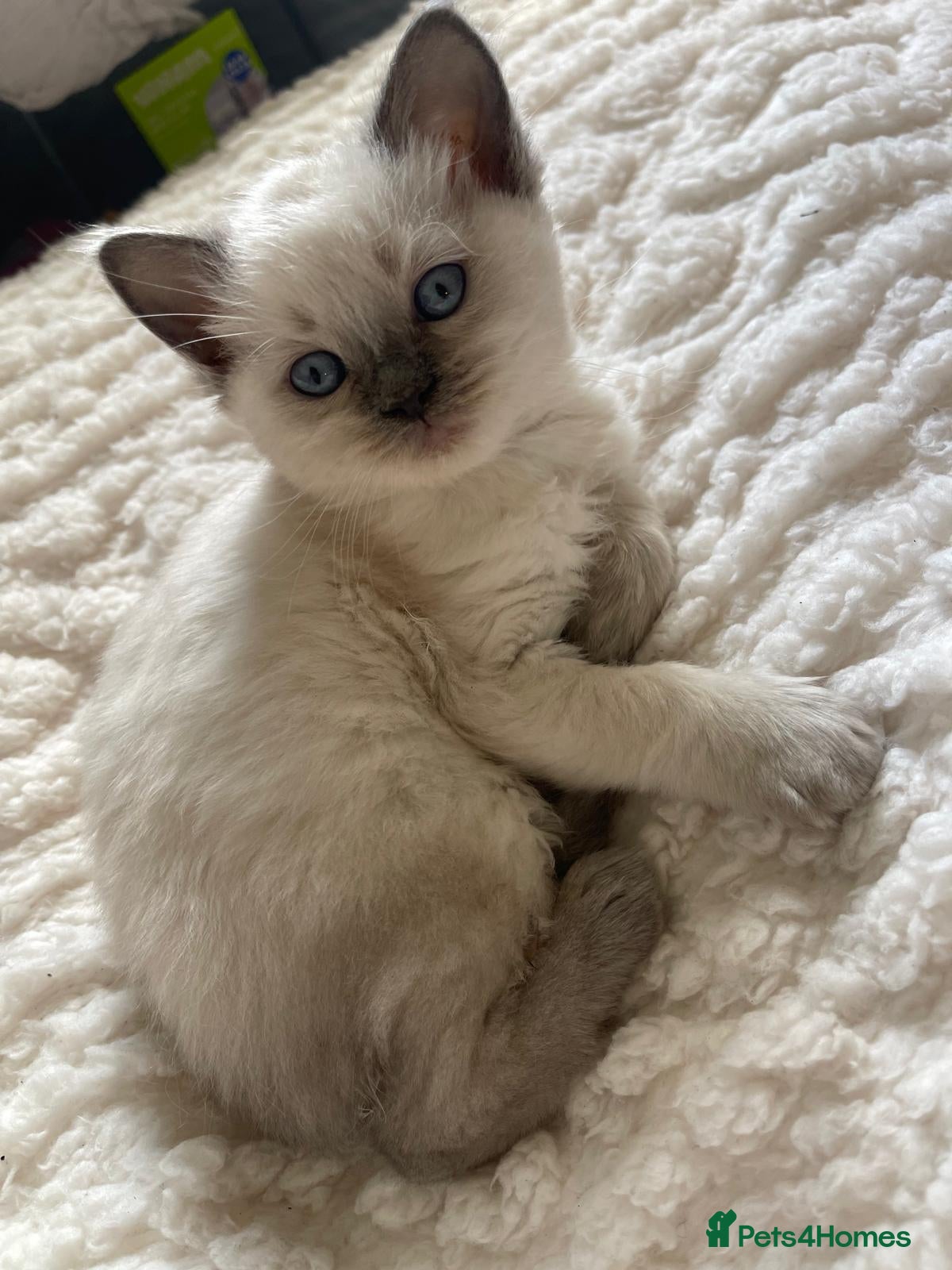 Ragdoll cats 3 male 2 female  - Advert 3