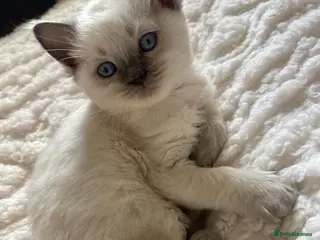 Ragdoll cats 3 male 2 female - Advert 3