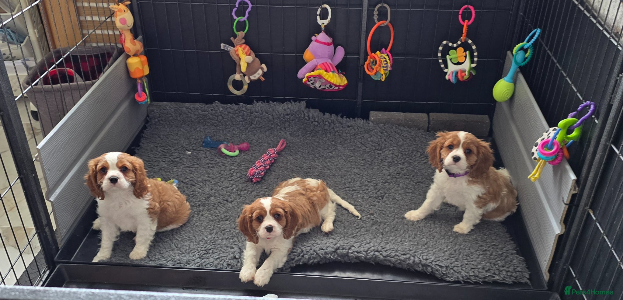 Cavalier King Charles Spaniel dogs Beautiful  Kc Cavalier  Puppies - Advert 2