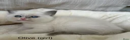 Ragdoll cats for sale: Gorgeous ragdoll kittens - Advert 12