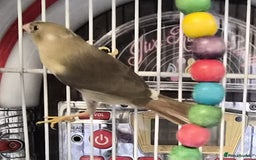 Finches birds for sale: Star finch beautifully babys - Image 2