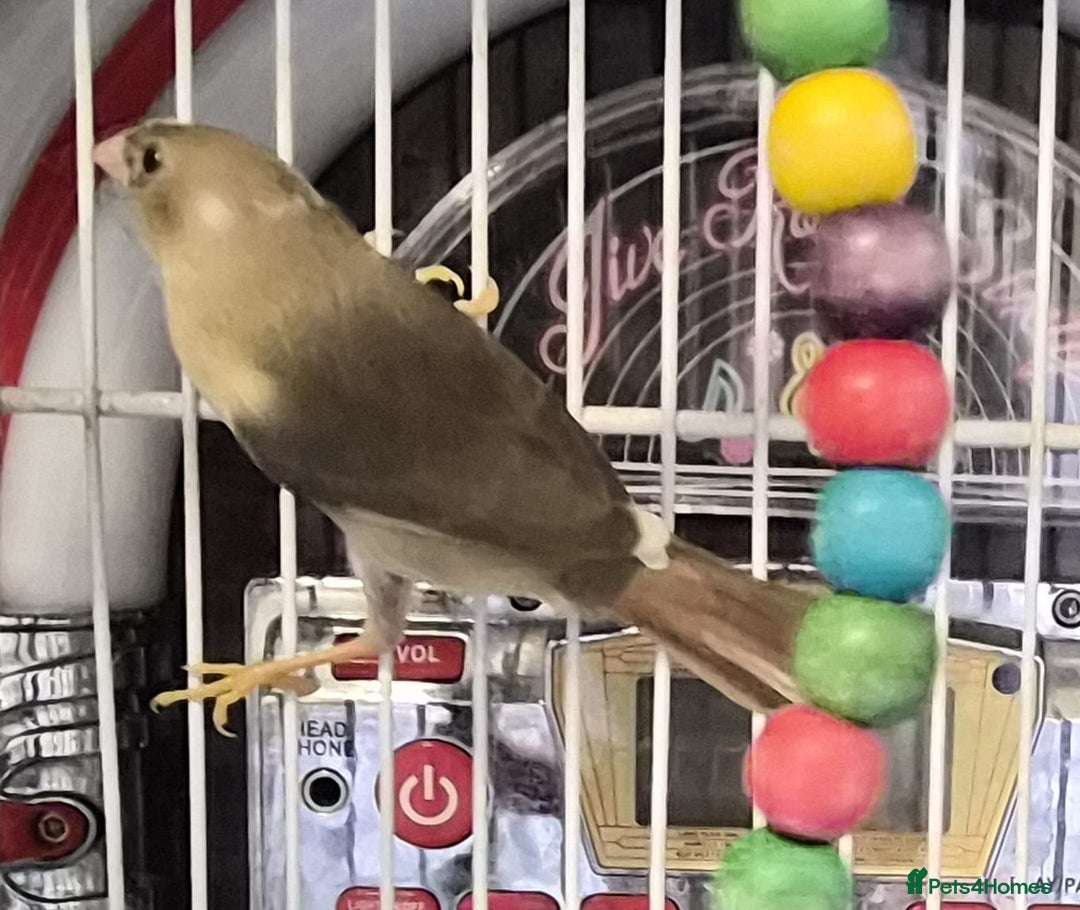 Finches birds for sale: Star finch beautifully babys - Image 2