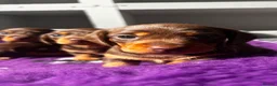 Dachshund dogs for sale: Gorgeous dachshund puppies  - Advert 3