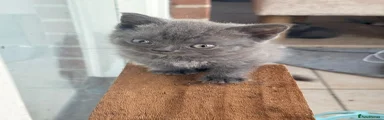 British Longhair blue 
