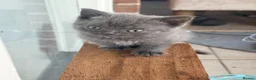 British Longhair cats for sale: British long hair kittens  - Advert 20