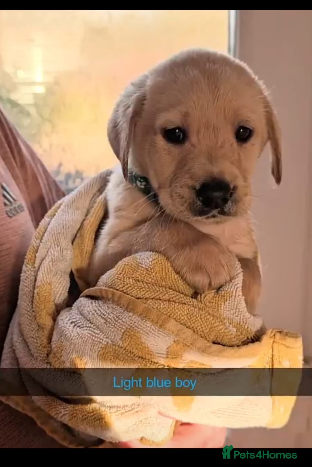 Labrador Retriever dogs  Kc Labrador pup last handsome boy left. - Advert 2