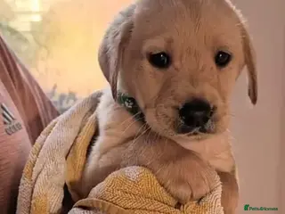 Labrador Retriever dogs Kc Labrador pup last handsome boy left. - Advert 2