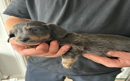 Miniature Dachshund dogs for sale: Miniature dachshund puppies  - Image 7