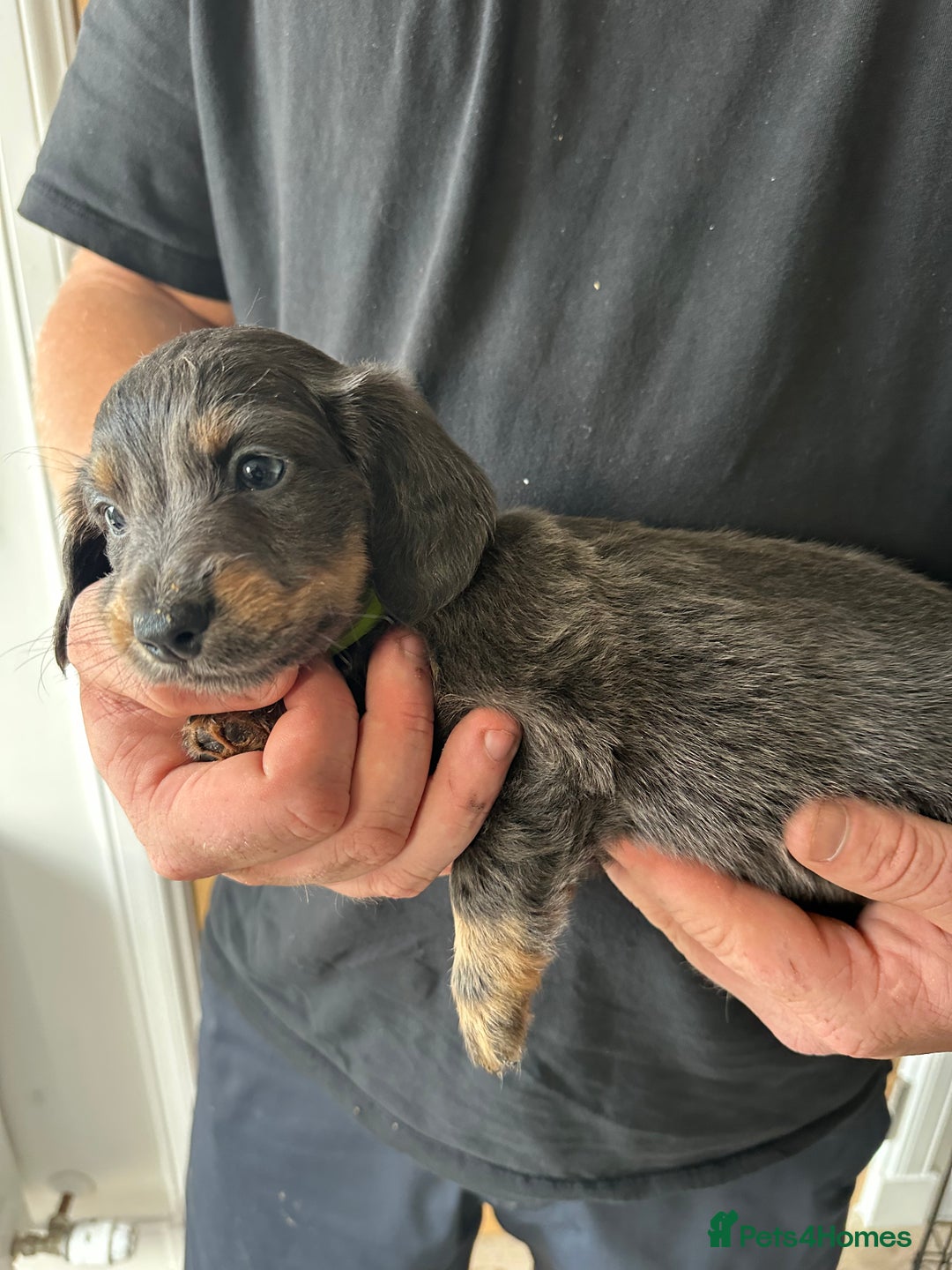 Miniature Dachshund dogs for sale: Miniature dachshund puppies  - Image 7