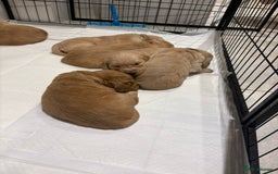 Golden Retriever dogs for stud: Beautiful Golden Retriever available for Stud in Wrexham - Image 11