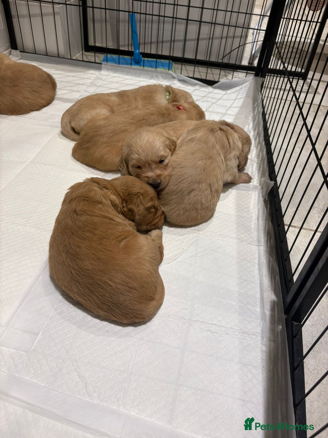 Golden Retriever dogs for stud: Beautiful Golden Retriever available for Stud in Wrexham - Image 11