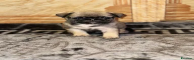Pug 7