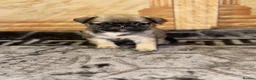 Pug dogs for sale: Gorgeous Pug Puppies - Advert 25