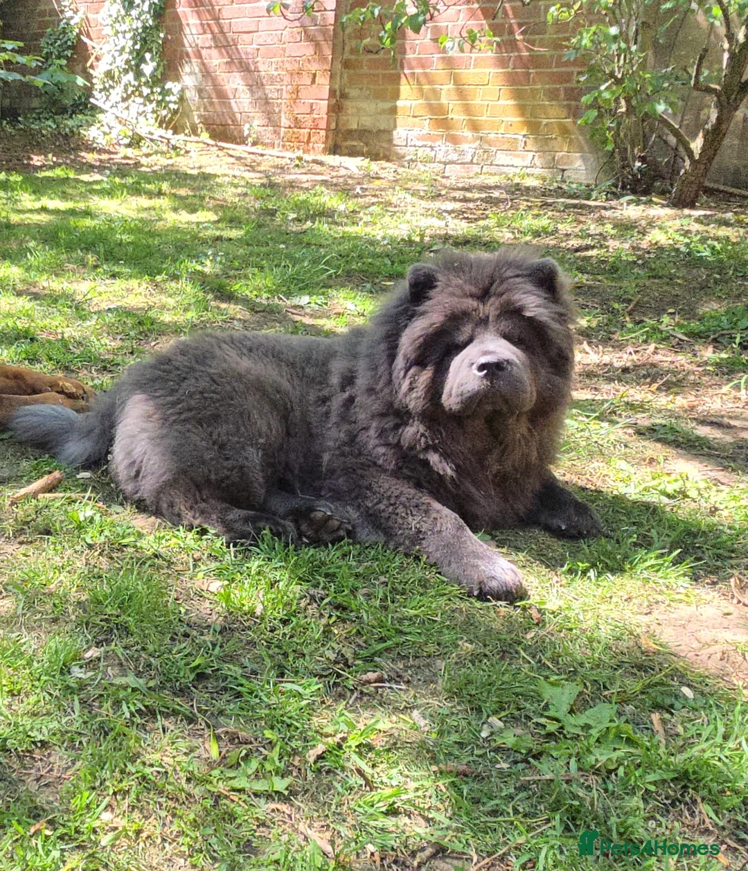 Chow Chow dogs for stud: KC Blue Chow Stud Blue Chow Chow Stud  - Advert 6