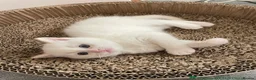British Shorthair cats for sale: Adorable BSH kittens - Advert 12