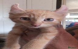 Mixed Breed cats for sale: Beautiful mixed breed kittens ragdoll x sphinx elf - Image 13