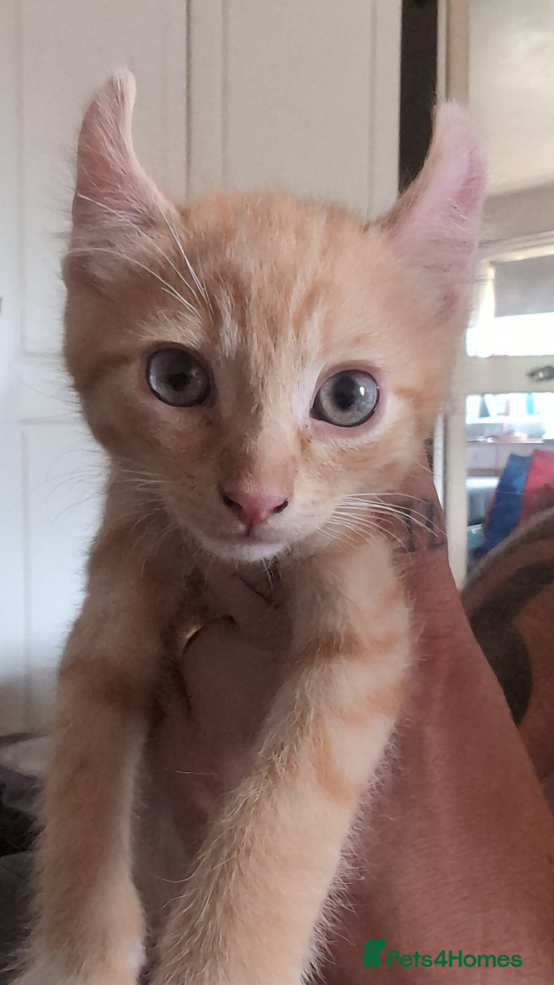 Mixed Breed cats for sale: Beautiful mixed breed kittens ragdoll x sphinx elf - Image 13