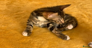 Bengal cats - Advert 15