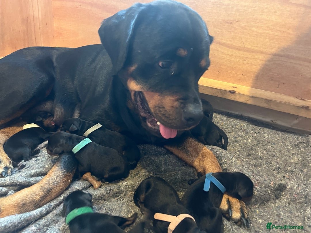 Rottweiler dogs for sale: Beautiful chunky Rottweiler puppies  - Advert 11