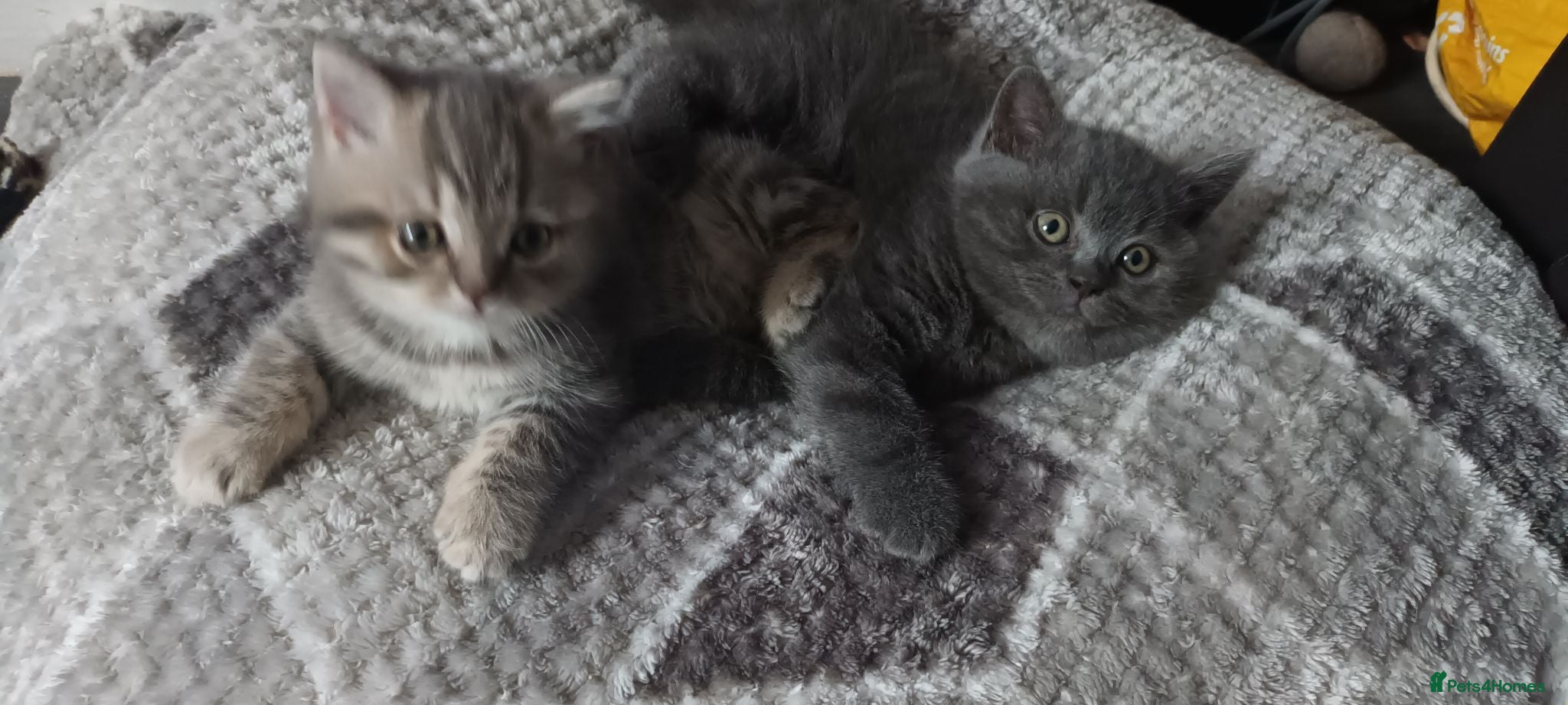 British Shorthair cats British short hair kittens - Advert 2