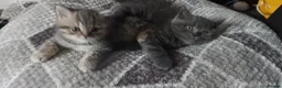 British Shorthair cats for sale: British short hair kittens - Advert 1