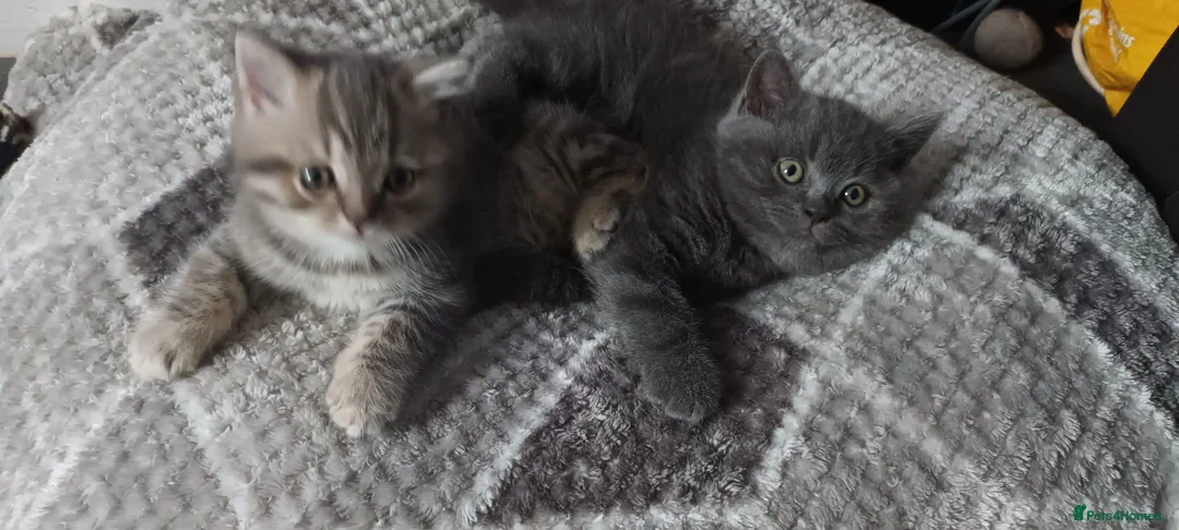 British Shorthair cats for sale: British short hair kittens - Advert 1