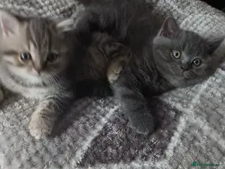 British Shorthair cats British short hair kittens - Advert 2