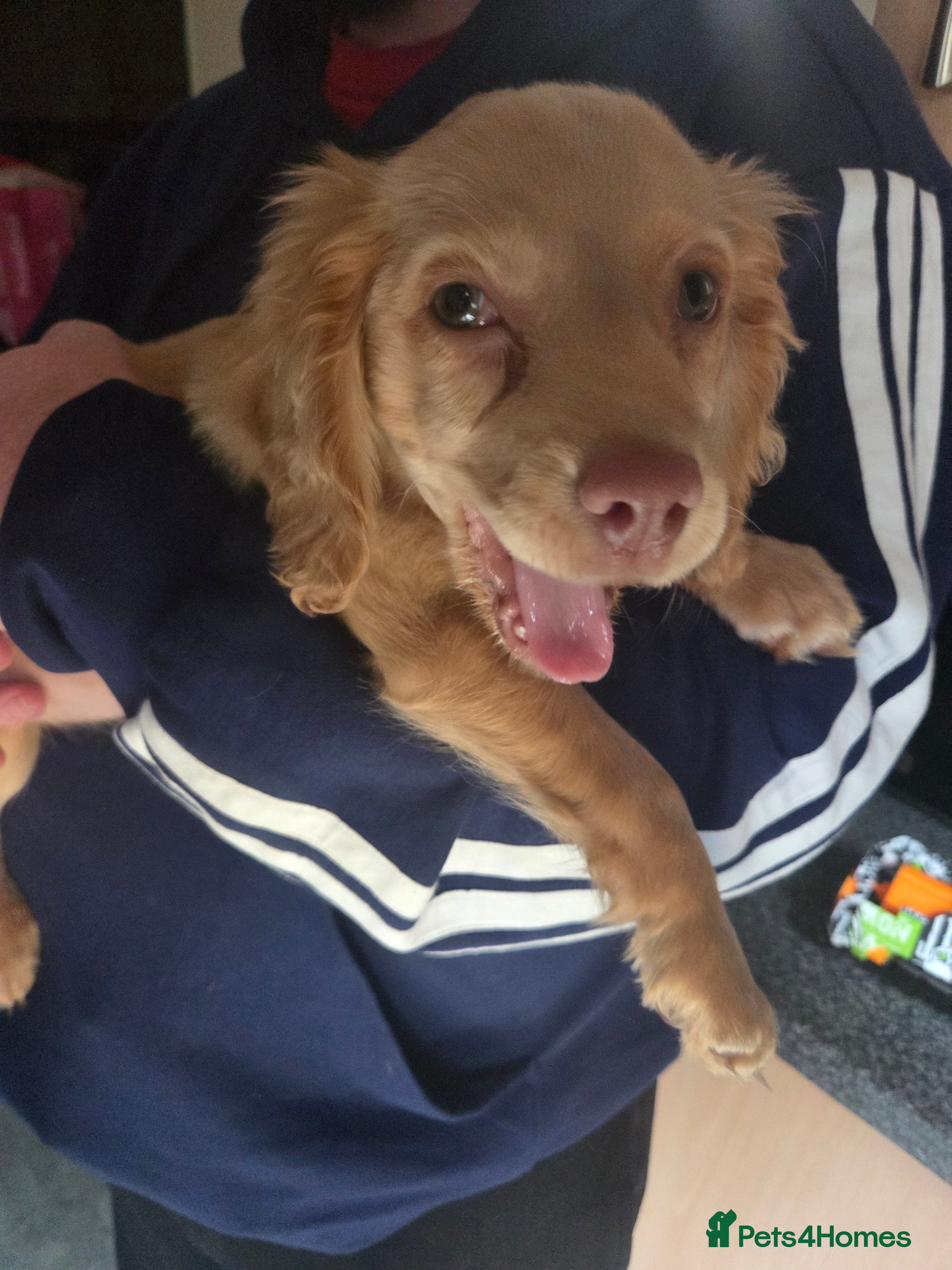 Cocker Spaniel dogs Cocker spaniel pup - Advert 2