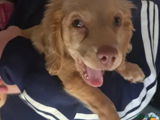 Cocker Spaniel dogs Cocker spaniel pup - Advert 15