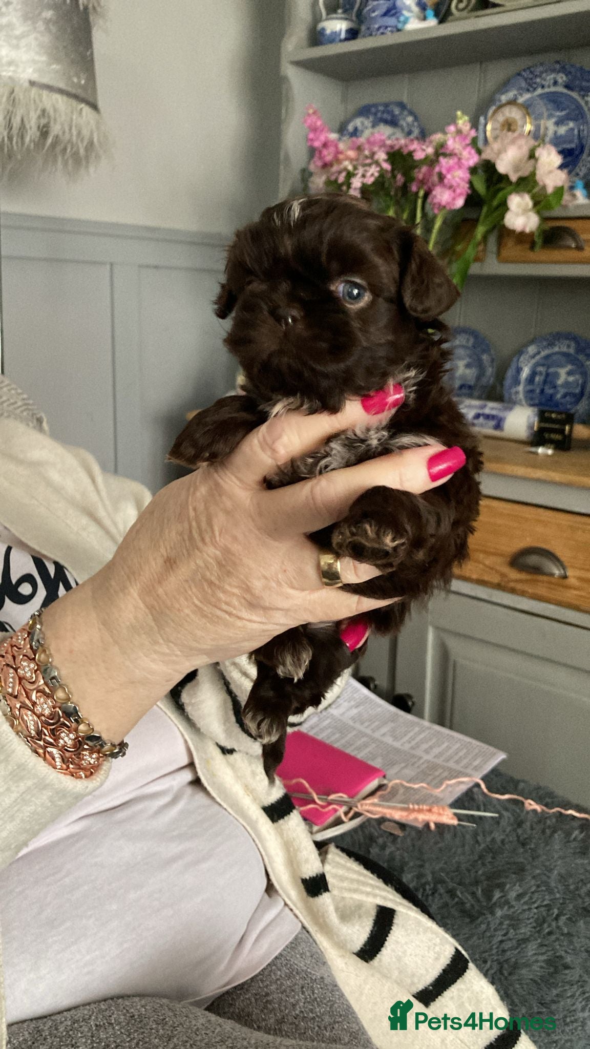 Shih Tzu dogs Imperial Shih Tzu - Advert 9