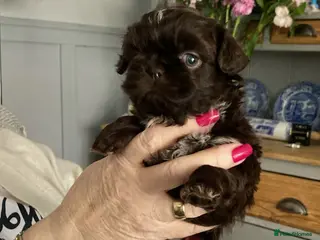 Shih Tzu dogs Imperial Shih Tzu - Advert 9