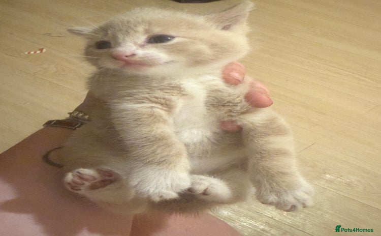 Mixed Breed cats - Advert 3