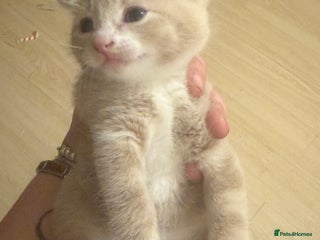 Mixed Breed cats Kittens for sale - Advert 15