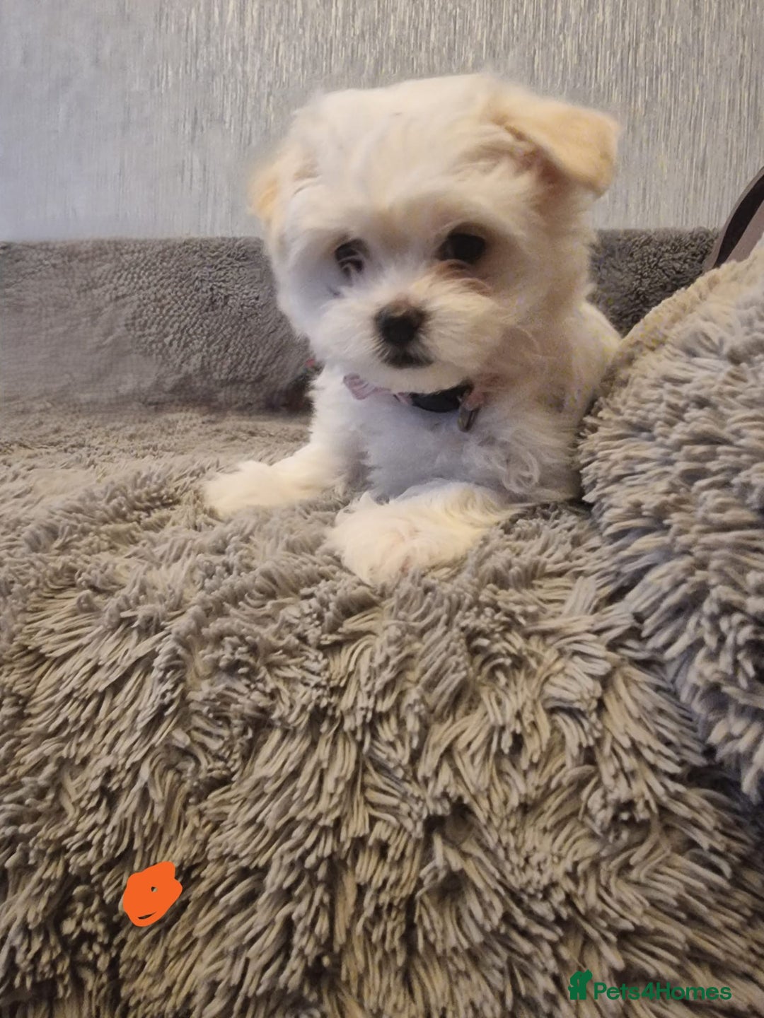 Maltese dogs for sale: Adorable Maltese Puppies Ready for Love. - Advert 1