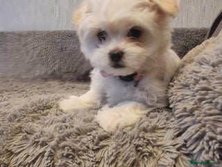 Maltese dogs Adorable Maltese Puppies Ready for Love. - Advert 3