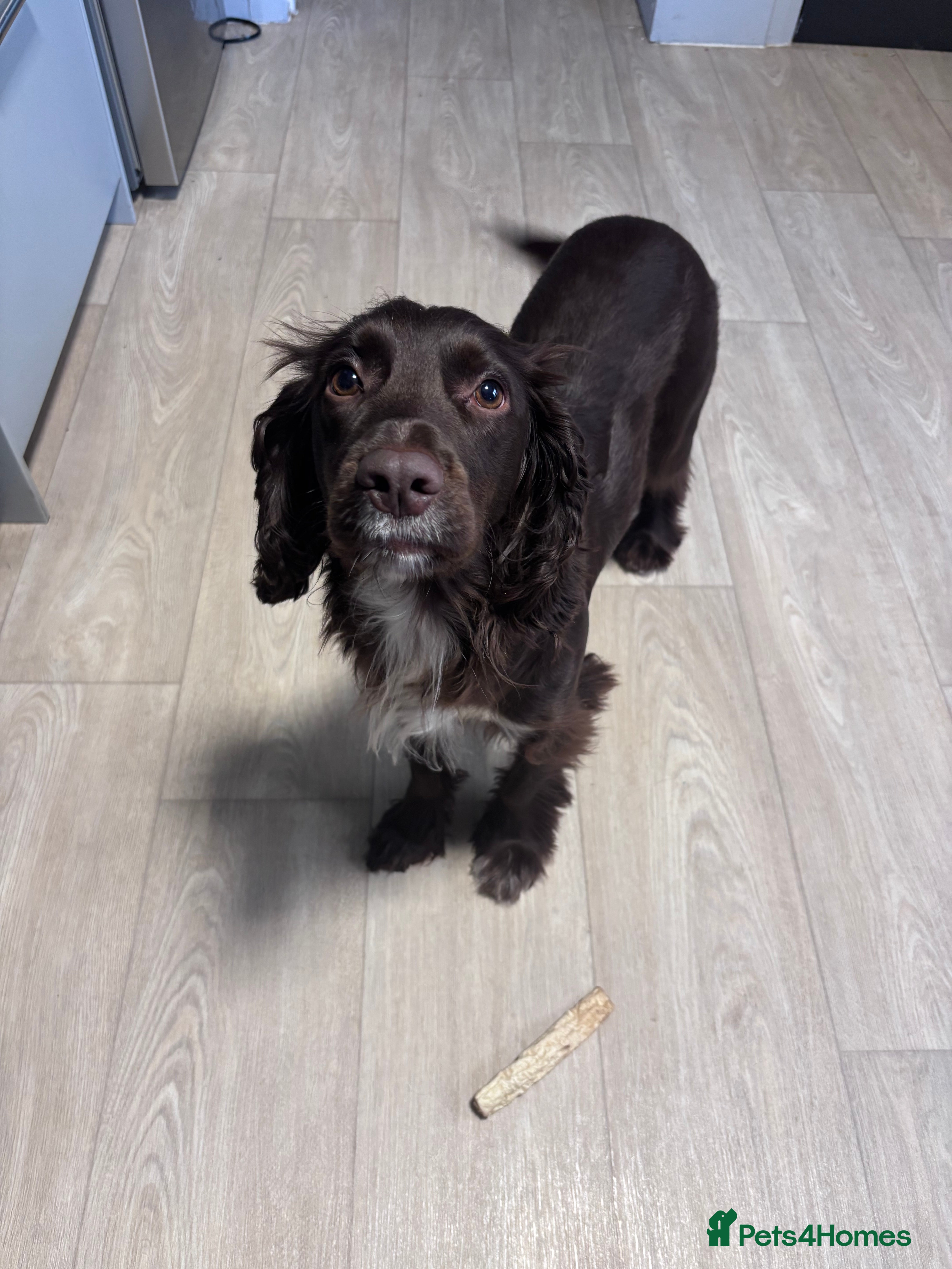 Cocker Spaniel dogs Bella a Beautiful Cocker Spaniel - Advert 9