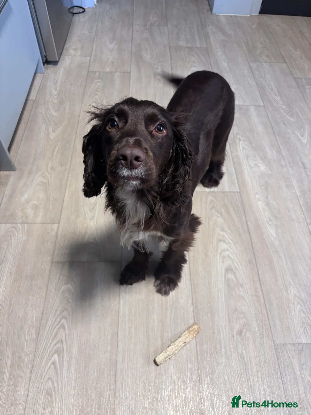 Cocker Spaniel dogs for sale: Bella a Beautiful Cocker Spaniel in Weston-super-Mare - Advert 1