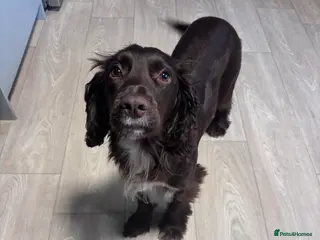 Cocker Spaniel dogs Bella a Beautiful Cocker Spaniel - Advert 8