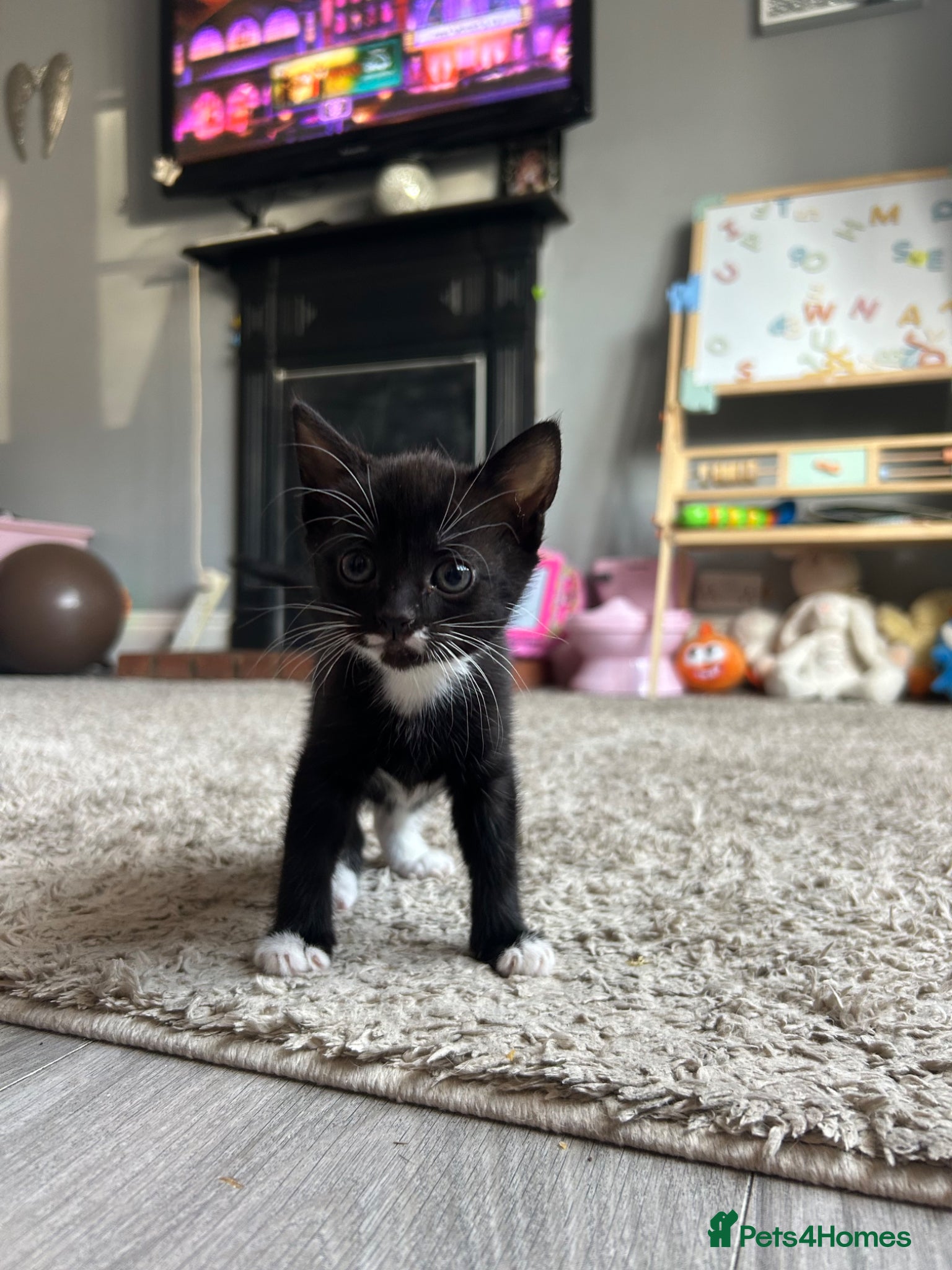 Mixed Breed cats Last of litter, ready now  - Advert 6