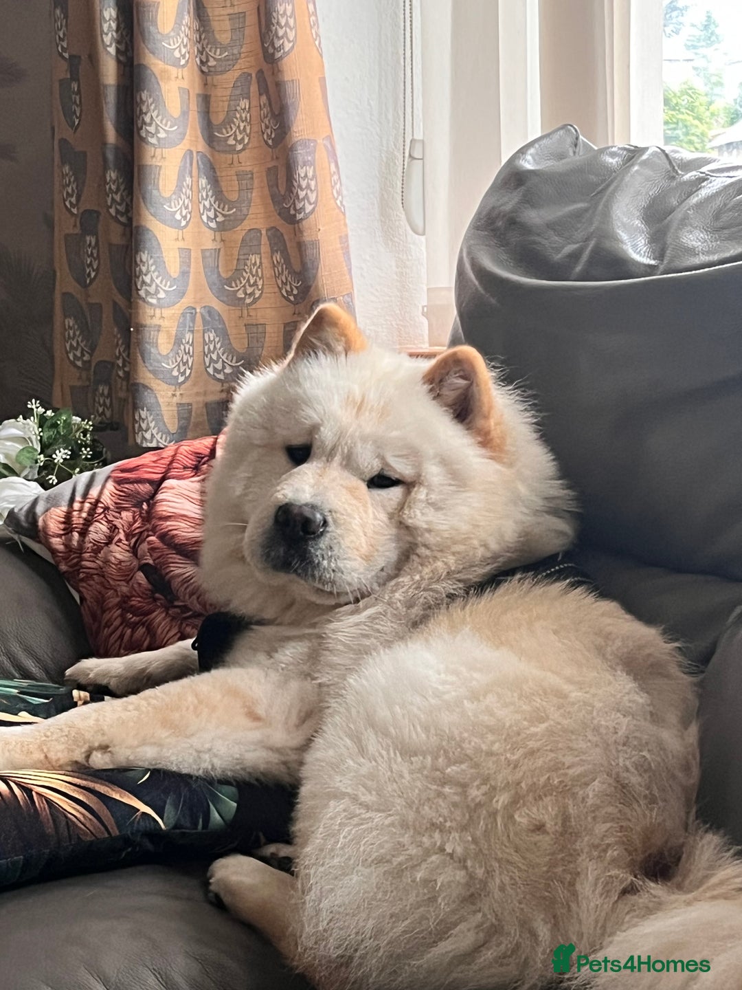 Chow Chow dogs for sale: Kiki chow chow  - Image 4