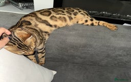 Bengal cats for sale: cute bengal boy - Advert 5