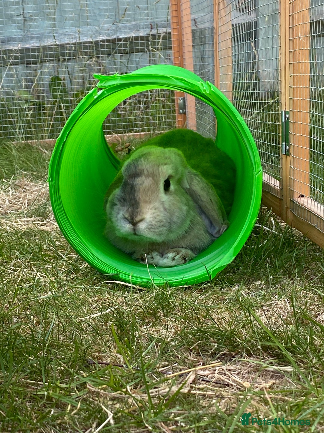 Mini Lop rabbits for sale: 2 English Mini Lop Rabbits - Image 3