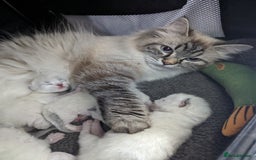 Siberian cats for sale: Champion blood, 5 Gen pedigree, loving kittens - Image 4