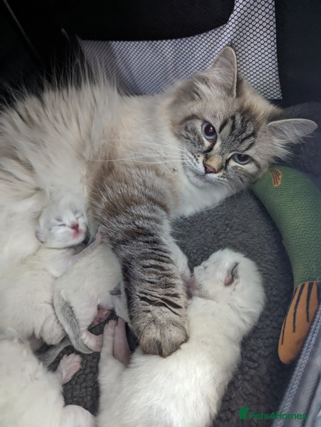 Siberian cats for sale: Champion blood, 5 Gen pedigree, loving kittens - Image 4