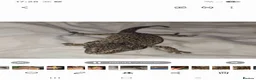 Mixed Breed reptiles for sale: Reptiles - Individual prices in description  - Advert 8