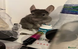 Chinchilla rodents for sale: 3 Year Old Chinchilla  - Image 6