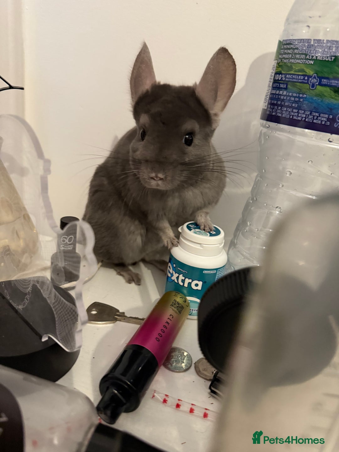 Chinchilla rodents for sale: 3 Year Old Chinchilla  - Image 6